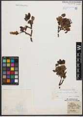 Foto von Salix waldsteiniana Willd.